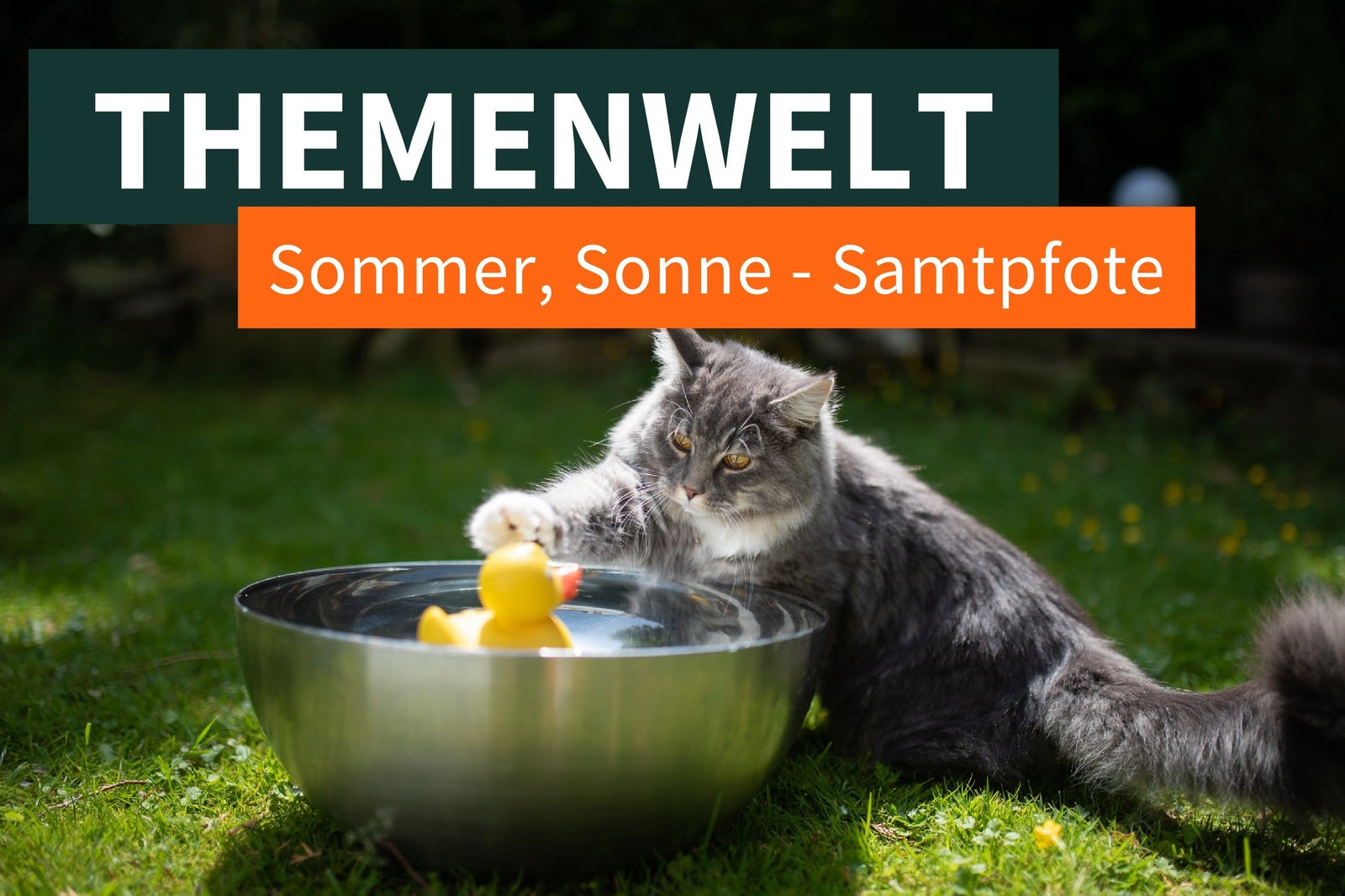 Sommer, Sonne, Hitze – Für coole Pfoten und noch coolere Samtpfoten!