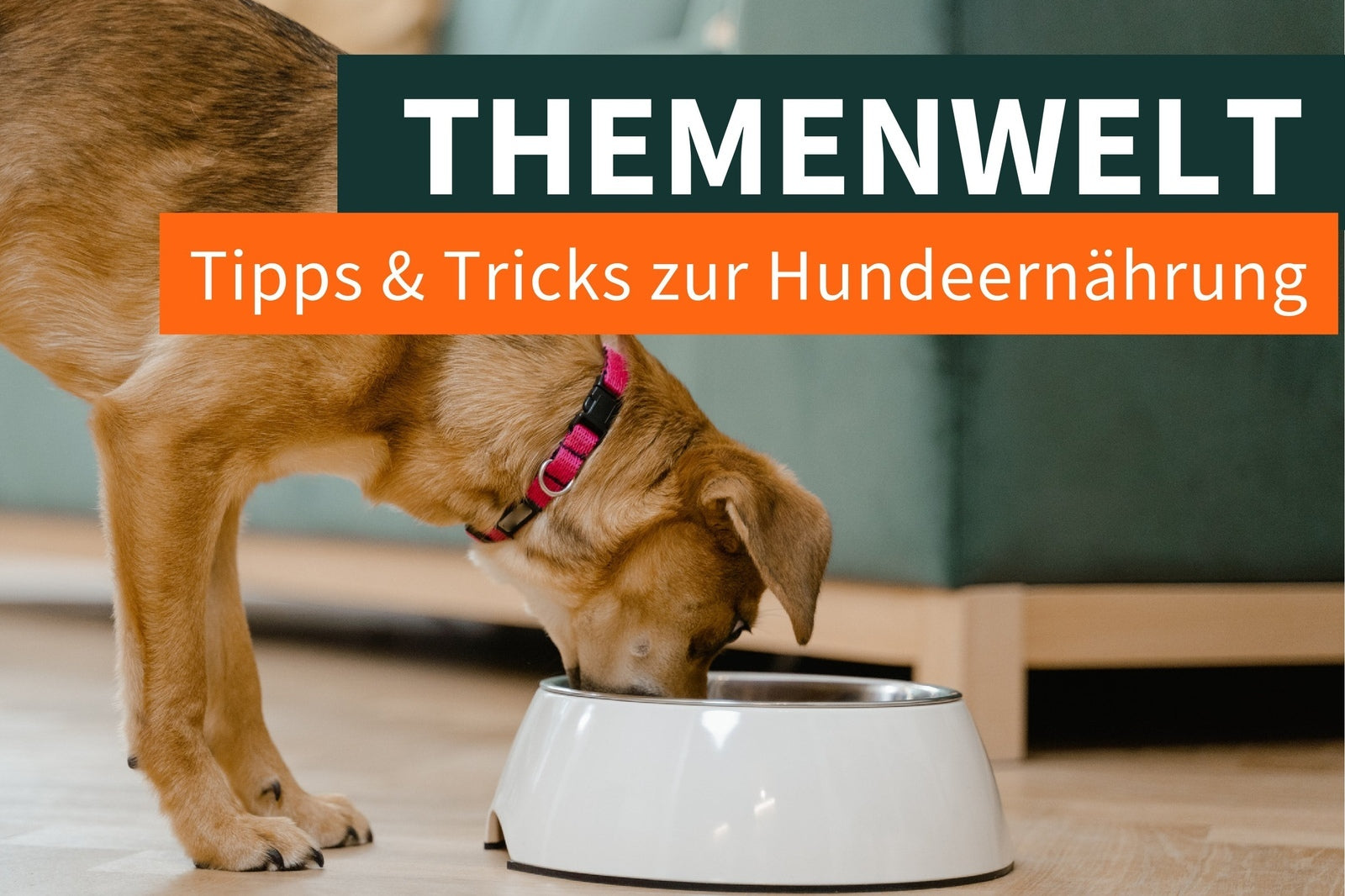 Tipps & Tricks zur Hundeernährung