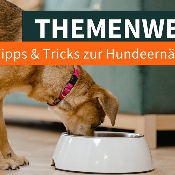Tipps & Tricks zur Hundeernährung