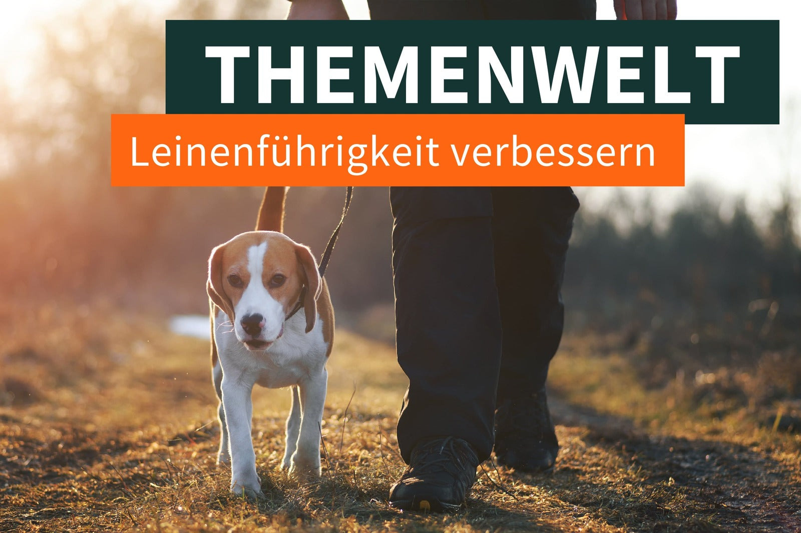 Die Leinenführigkeit verbessern