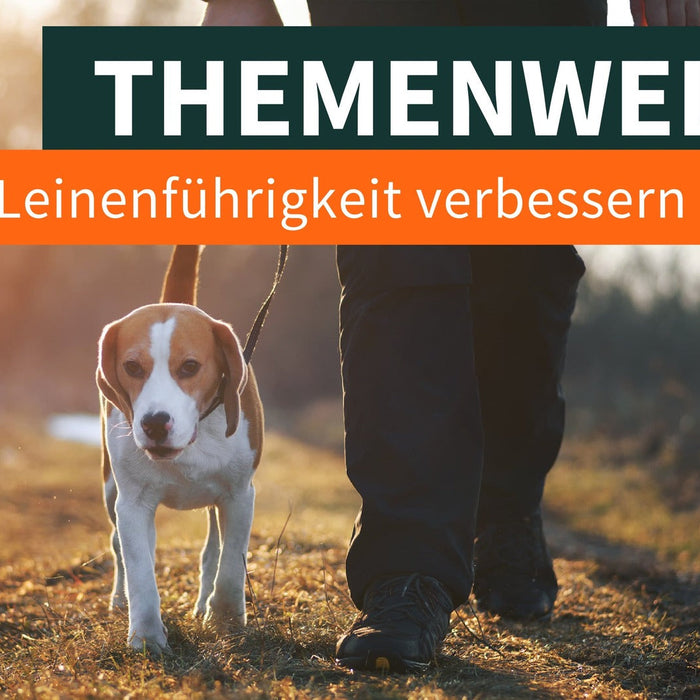 Die Leinenführigkeit verbessern