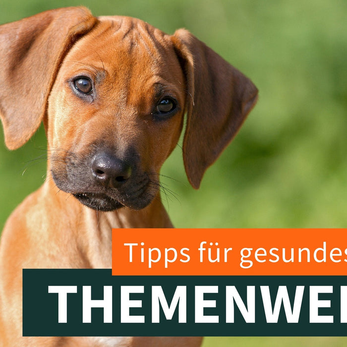 Tipps für ein glänzendes und gesundes Fell