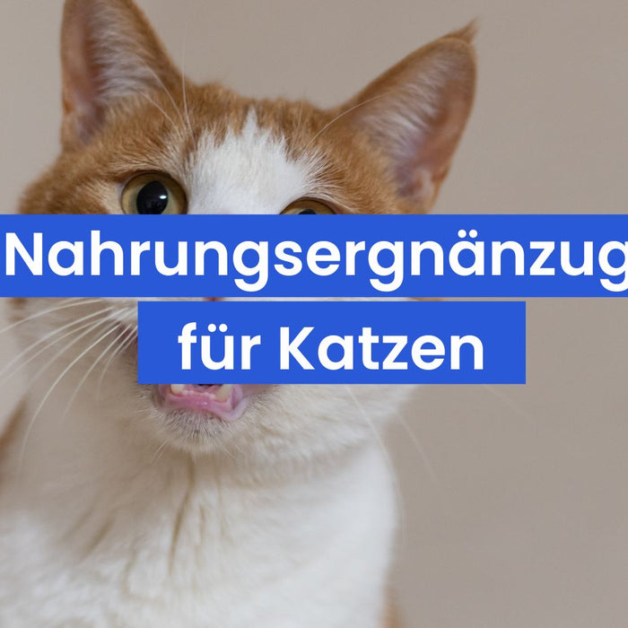 Die 5 besten Nahrungsergänzungsmittel für Katzen: Was deine Samtpfote wirklich braucht
