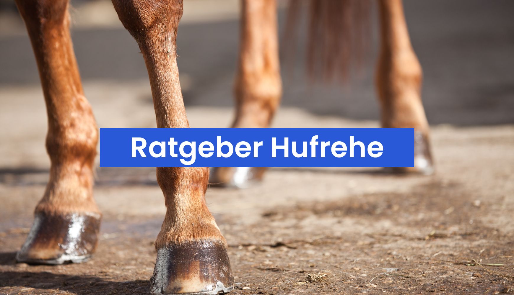 Hufrehe beim Pferd: Ursachen, Symptome und die richtige Fütterung