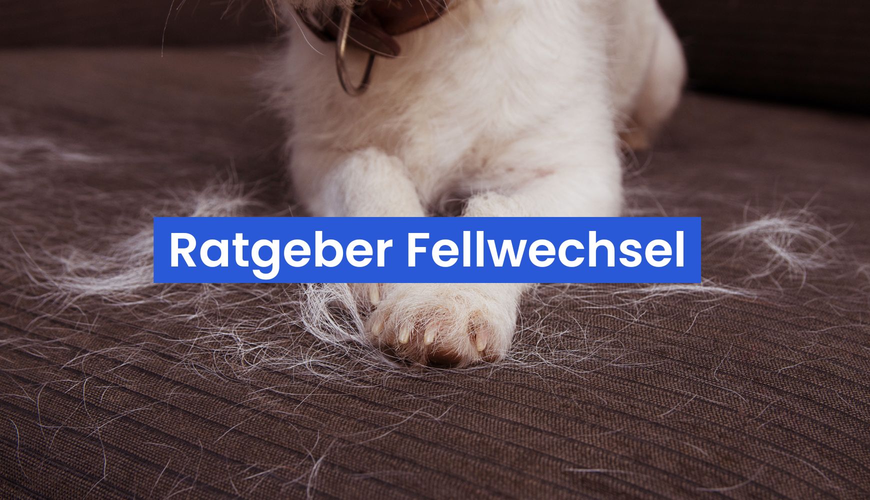 Fellwechsel bei Hund, Katze und Pferd: So unterstützt du dein Tier im Frühsommer