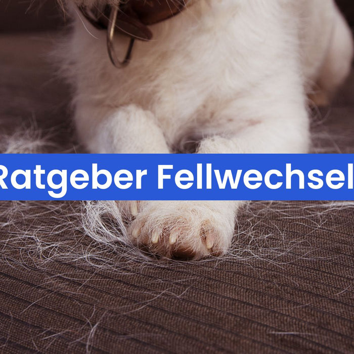 Fellwechsel bei Hund, Katze und Pferd: So unterstützt du dein Tier im Frühsommer