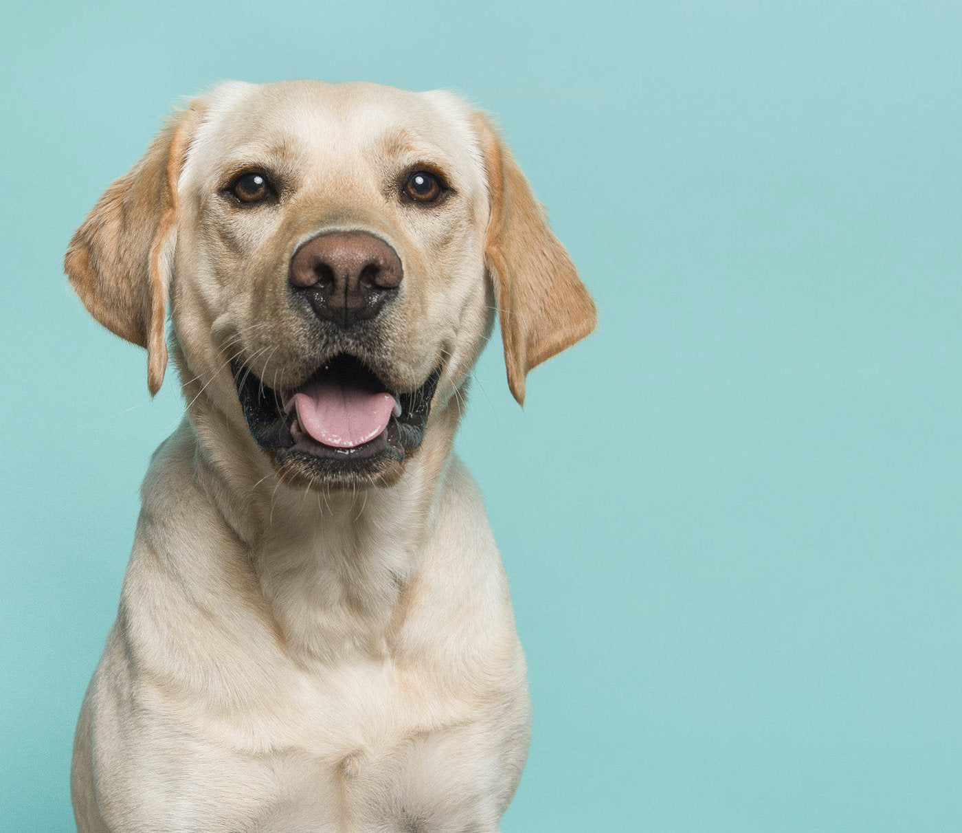 5 interessante Fakten über Hunde