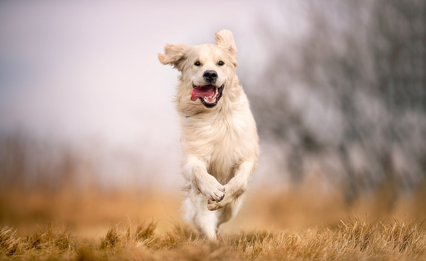 Hundegesundheit