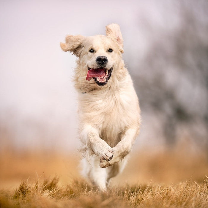 Hundegesundheit