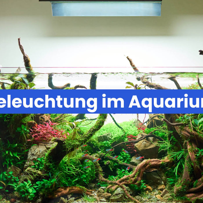 Beleuchtung im Aquarium – warum sie wichtig ist