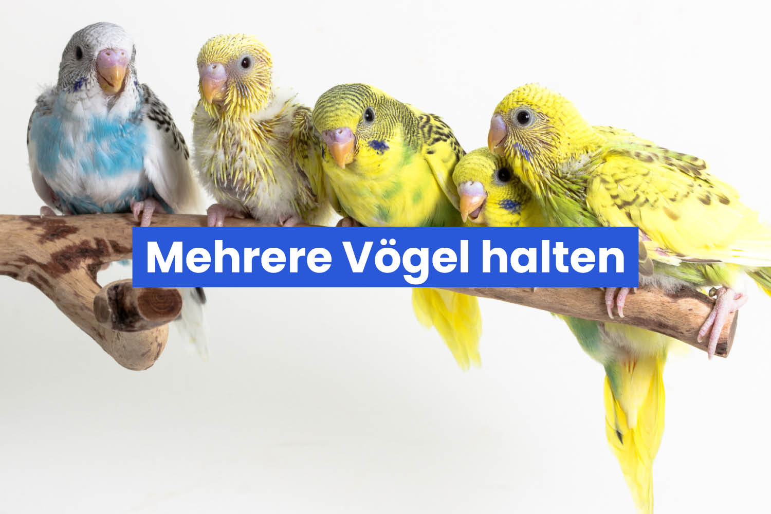 Mehrere Vögel halten – darauf solltet ihr achten