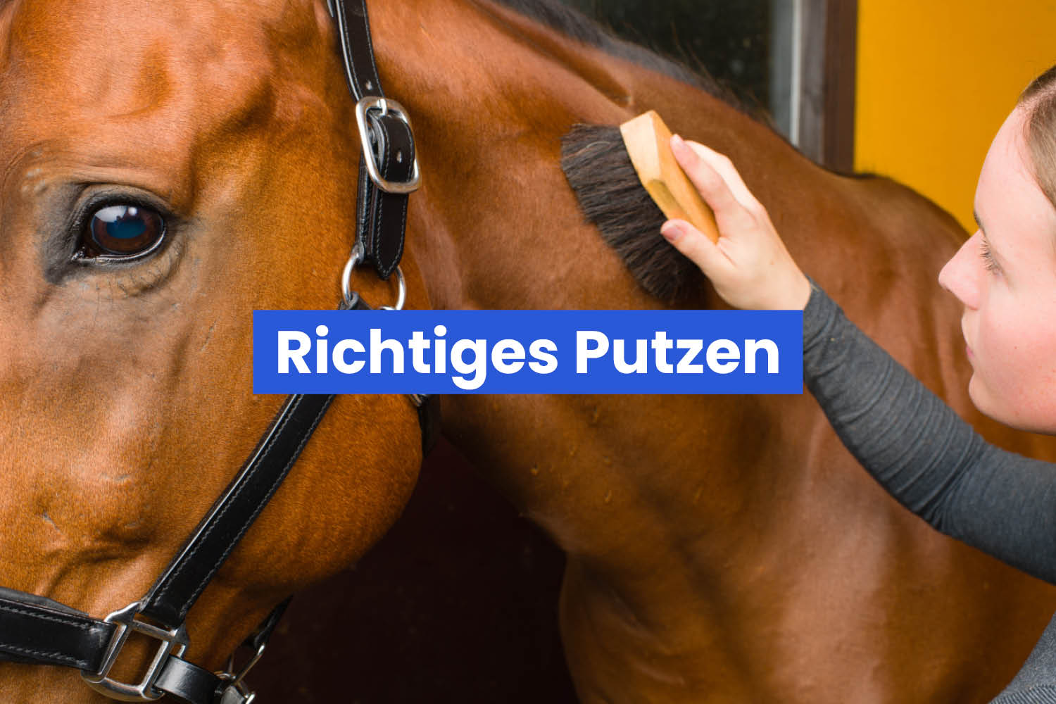 Richtiges Putzen beim Pferd – Pferdepflege und Fellpflege einfach erklärt
