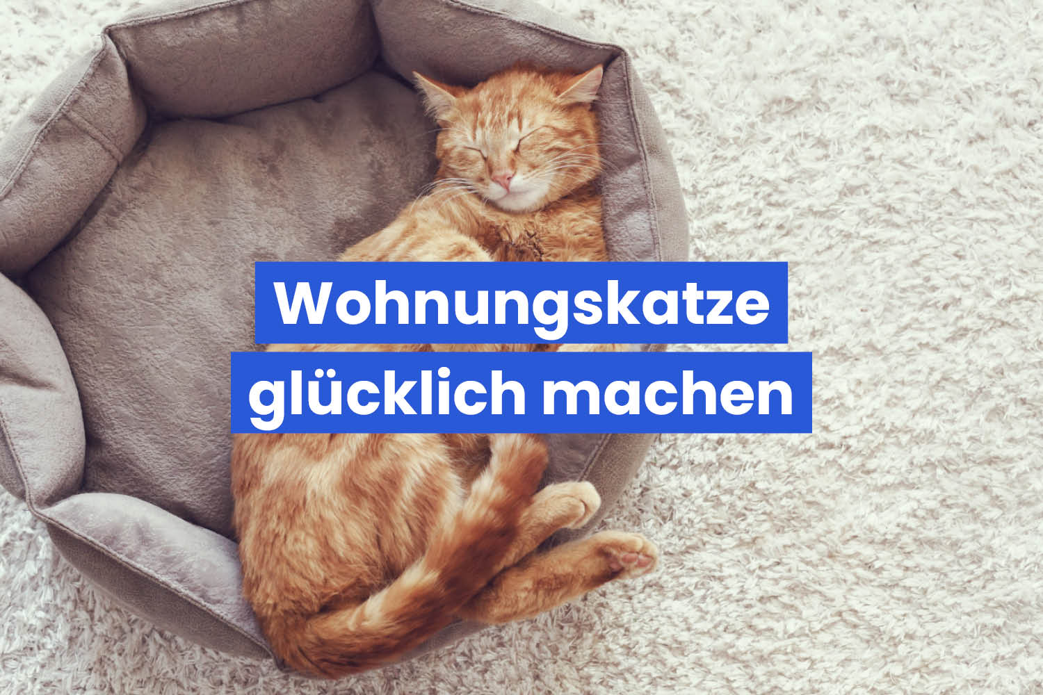 Wohnungskatze glücklich machen – die besten Tipps