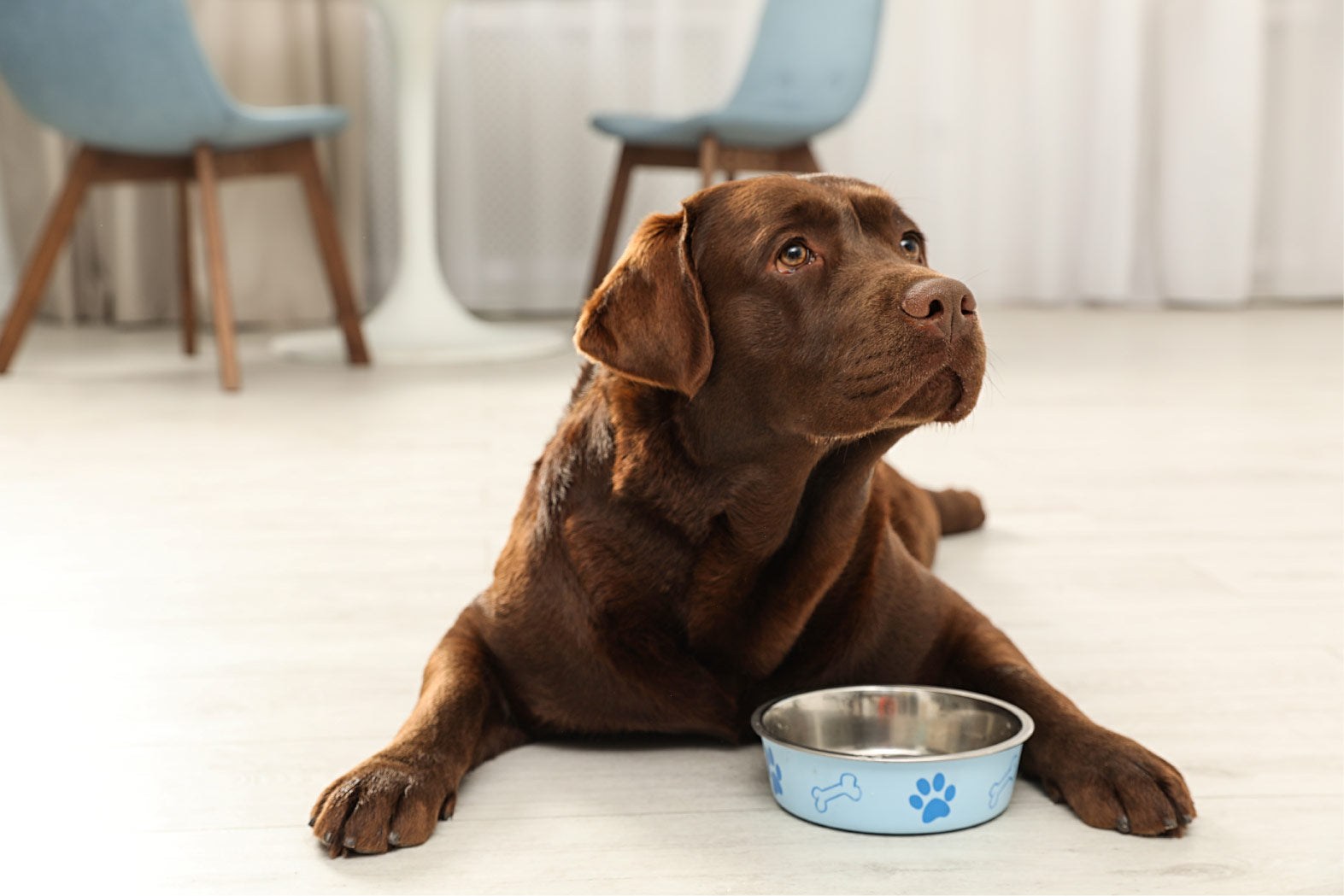Tipps & Tricks zur Hundeernährung
