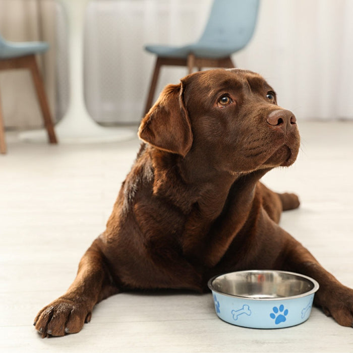 Tipps & Tricks zur Hundeernährung