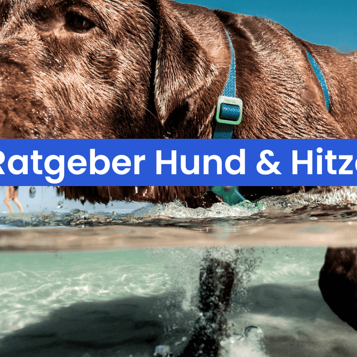 Hund und Hitze: So schützt du deinen Vierbeiner im Sommer