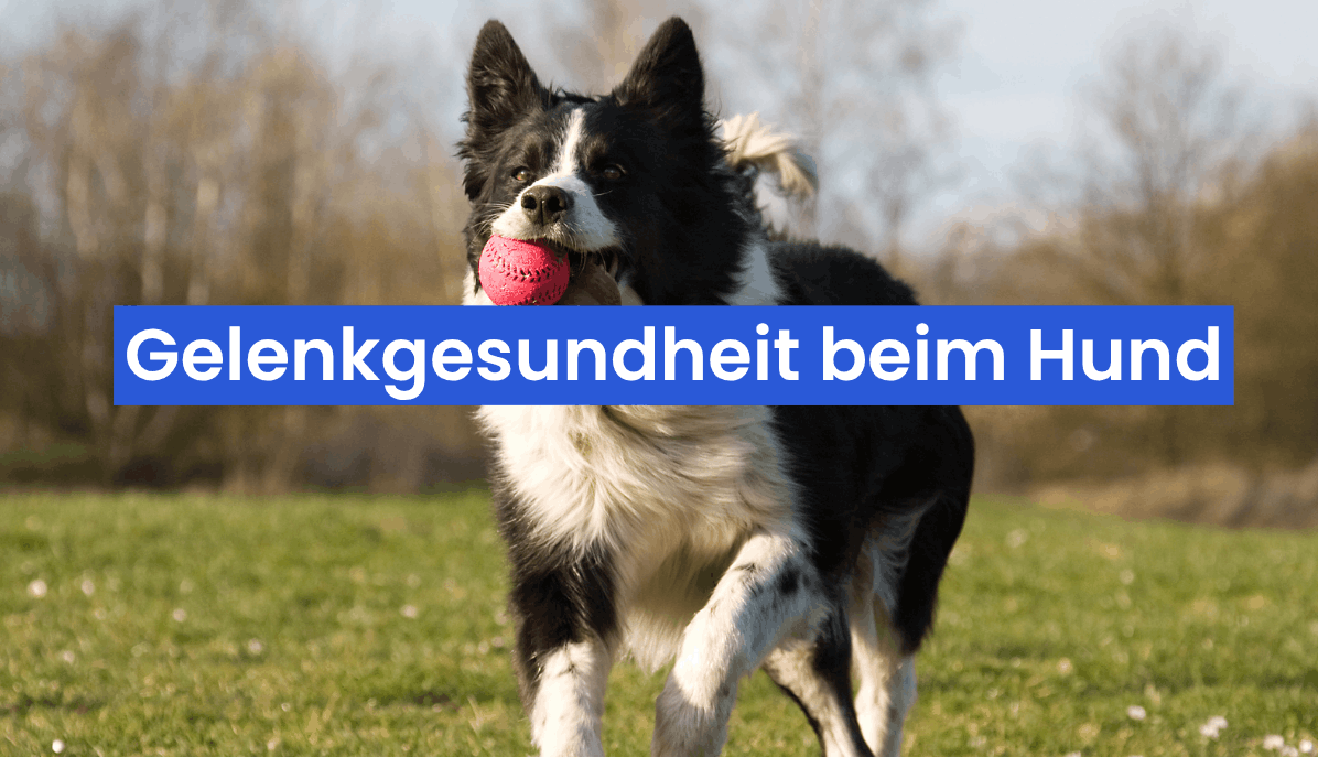 Gelenkgesundheit beim Hund: So hältst du deinen Vierbeiner fit und beweglich