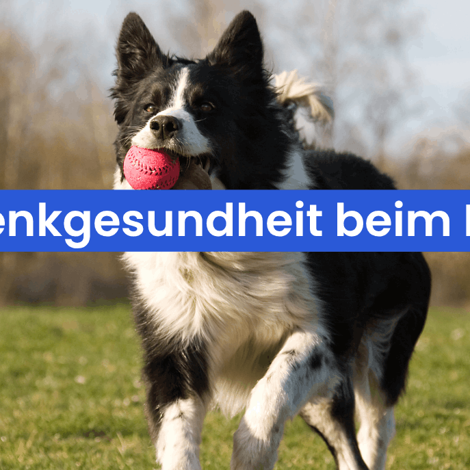 Gelenkgesundheit beim Hund: So hältst du deinen Vierbeiner fit und beweglich