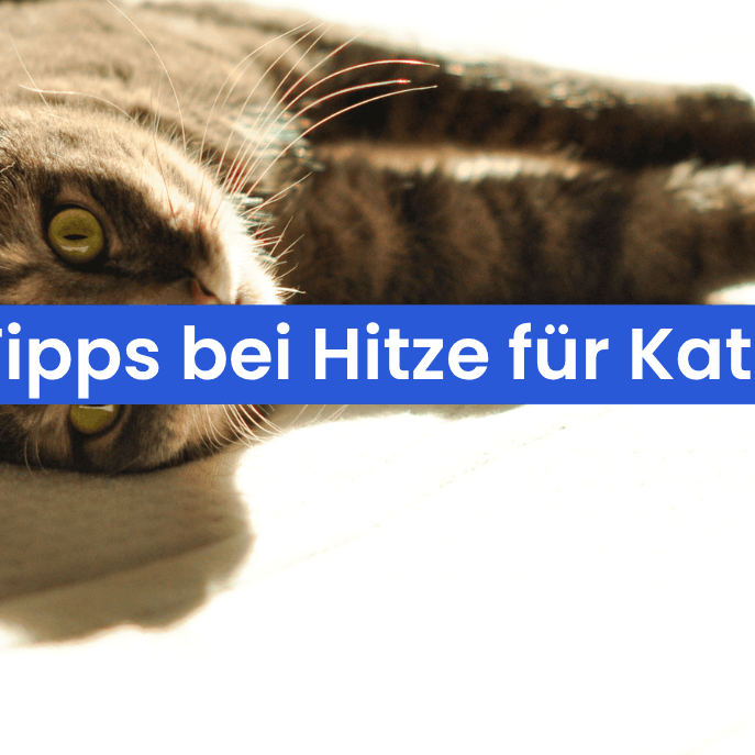 Katzen im Sommer – 7 Tipps, damit deine Katze die Hitze gut übersteht