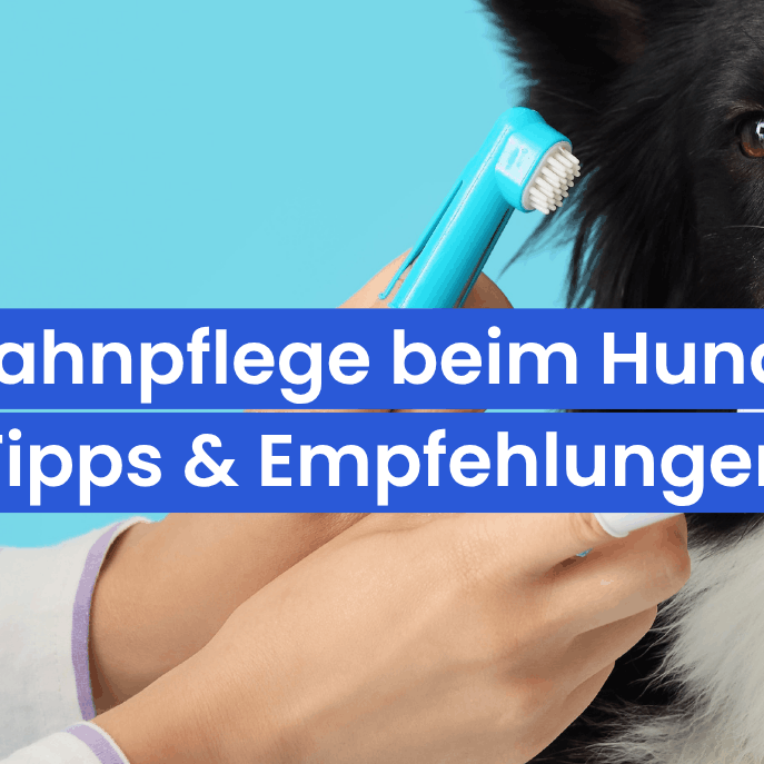 Zahnpflege beim Hund: Warum sie so wichtig ist und welche Snacks wirklich helfen