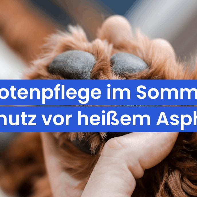 Pfotenpflege im Sommer: So schützt du die Pfoten deines Hundes vor heißem Asphalt