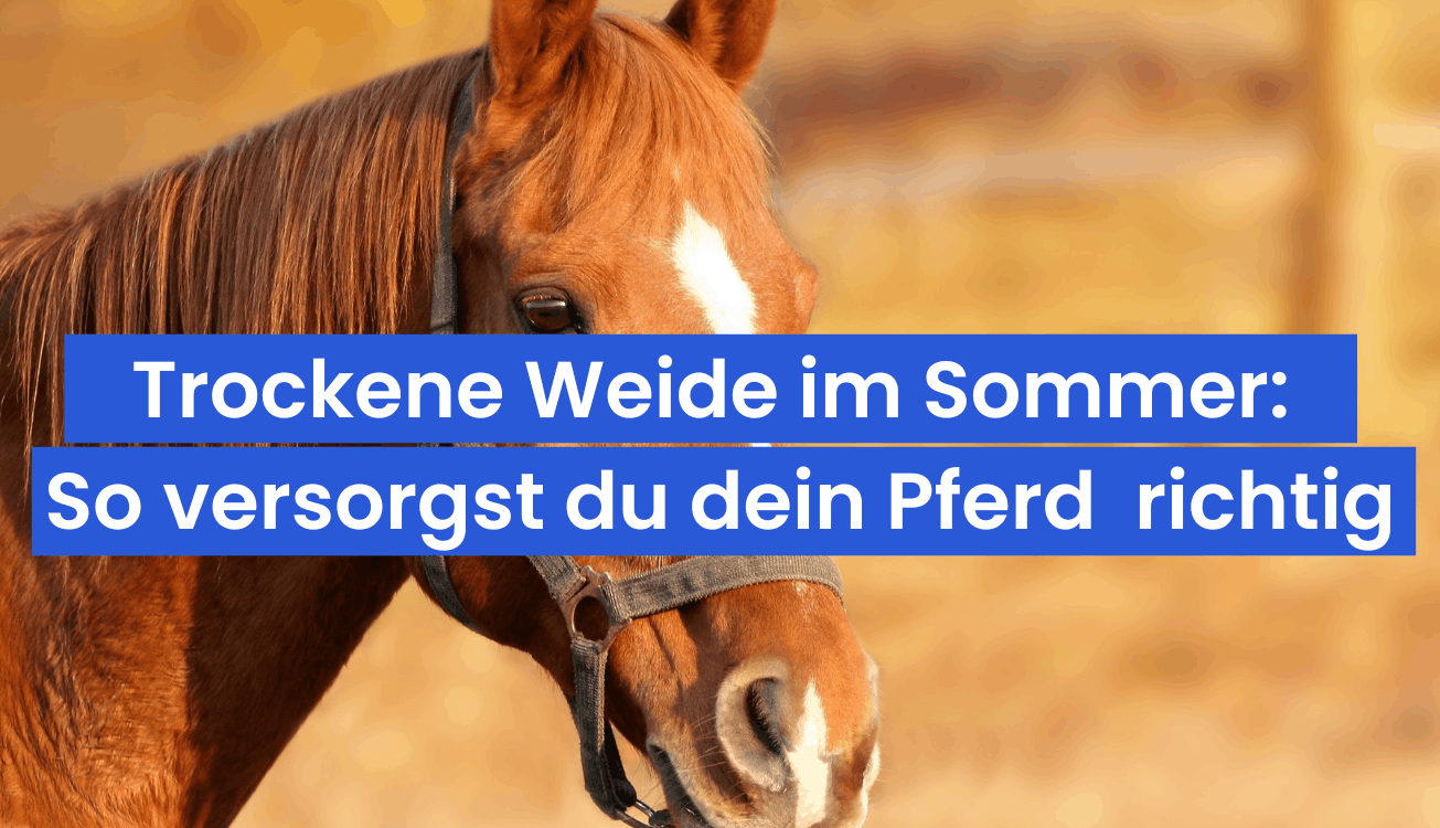 Pferdefütterung bei Hitze und trockener Weide: So versorgst du dein Pferd im Spätsommer richtig