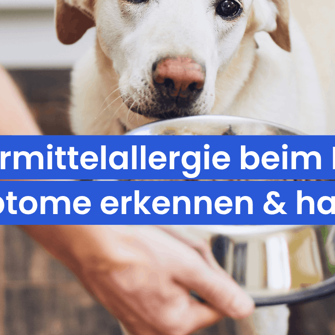 Futtermittelallergie beim Hund: Symptome erkennen und richtig handeln