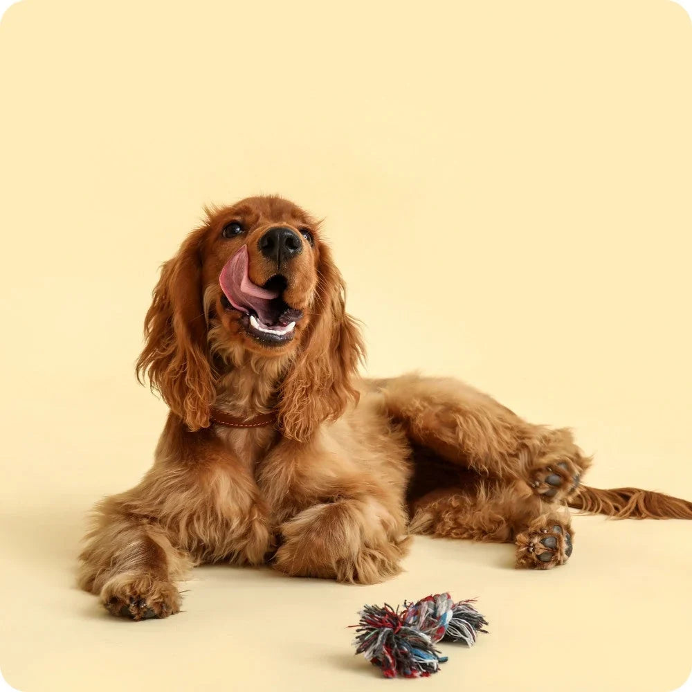 Hundespielzeug