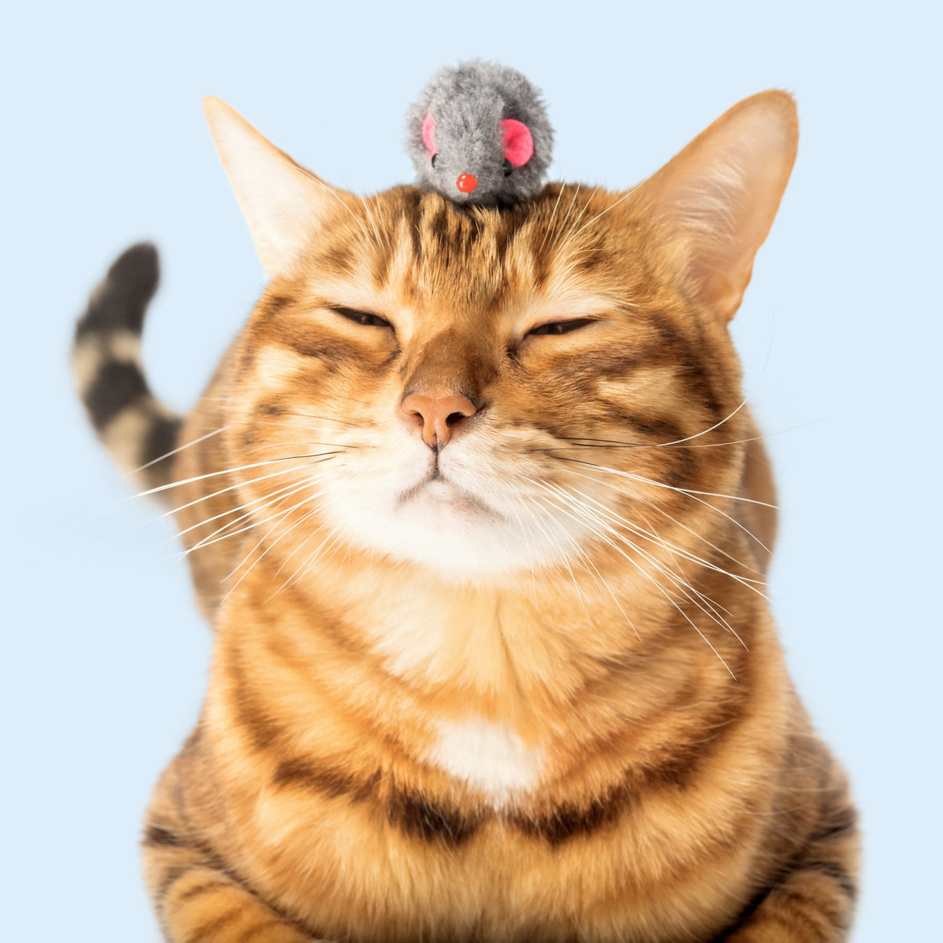 Spielzeug für Katzen