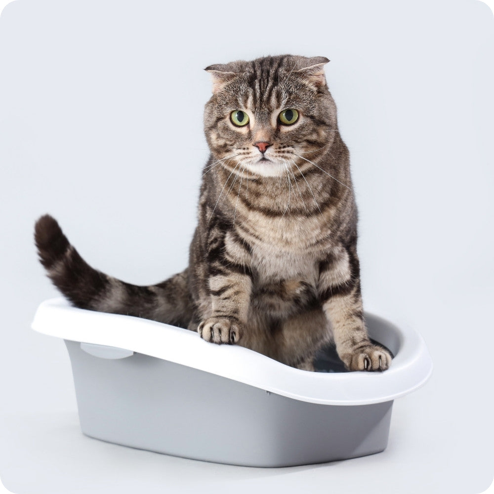 Pflege & Hygiene für Katzen