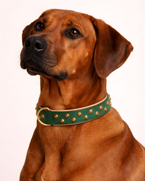 Set URBAN no.04 (Halsband & Leine)