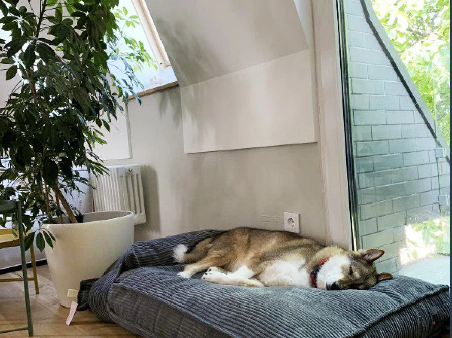 Orthopädische MEMORY FOAM Hundekissen aus Möbelcord / Premium Hundebett für mittlere und große Hunde / Hundematratze