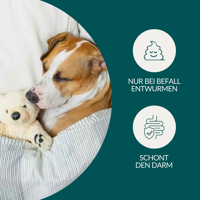 vetevo Wurmtest Pro Hund Sparpaket