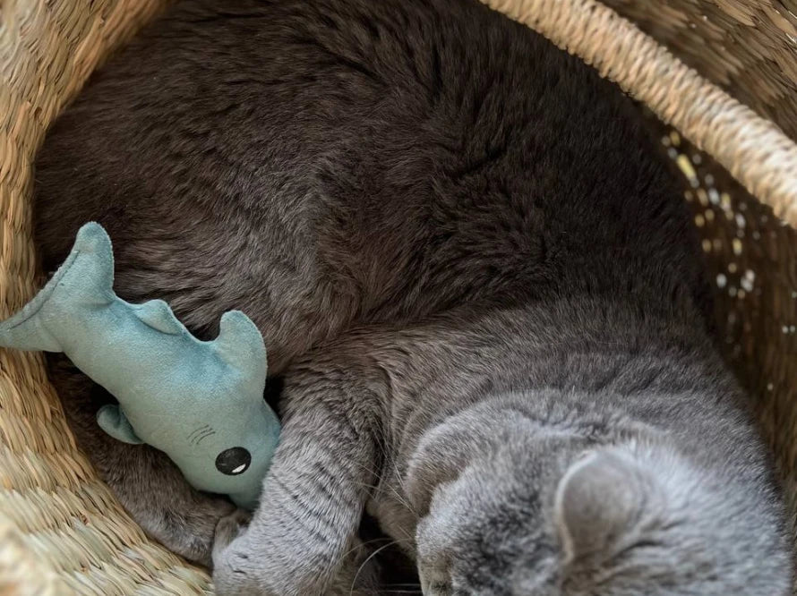 BABY SHARK Katzenspielzeug / interaktives Plüschtier / sanftes Rascheln