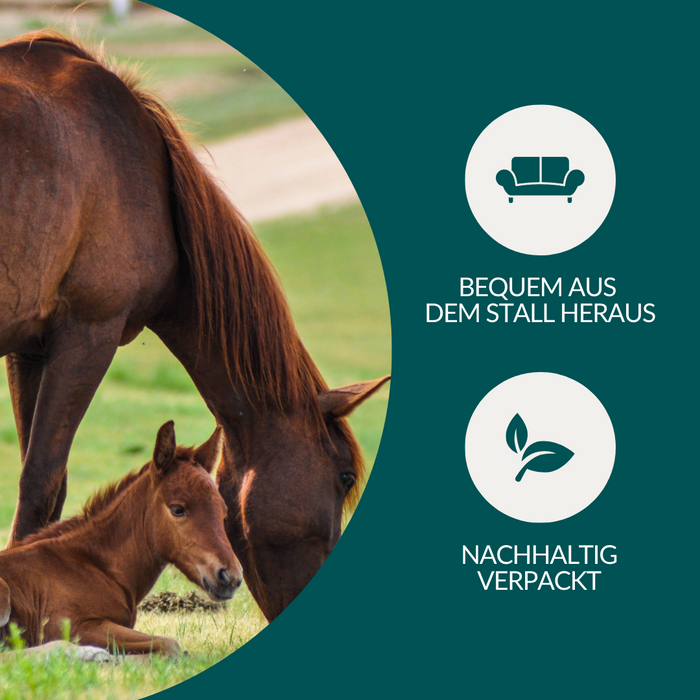 vetevo Allergietest - Getreide, Samen & Nüsse Pferd