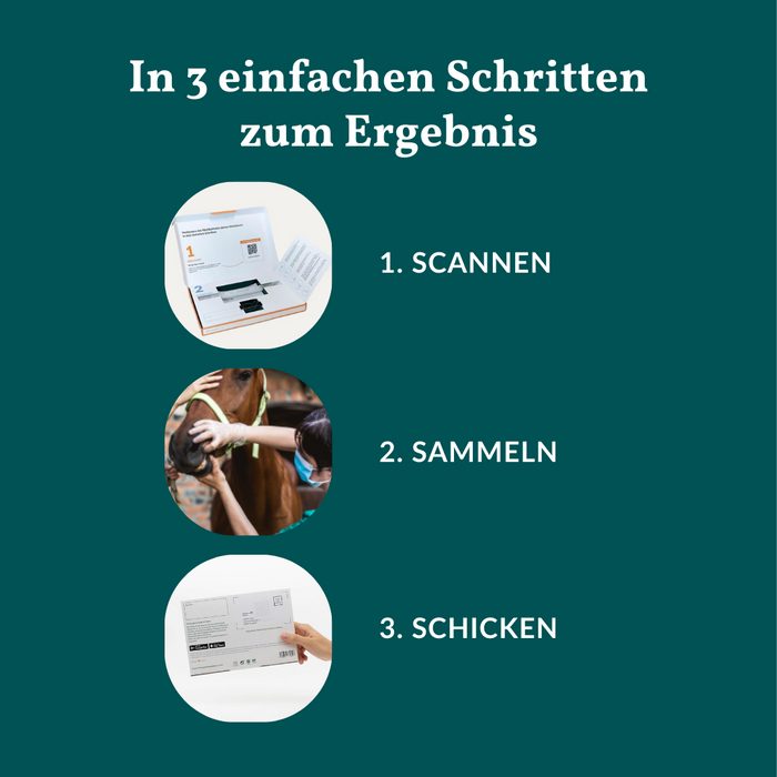 vetevo Allergietest - Gräser, Milben & Co. Pferd