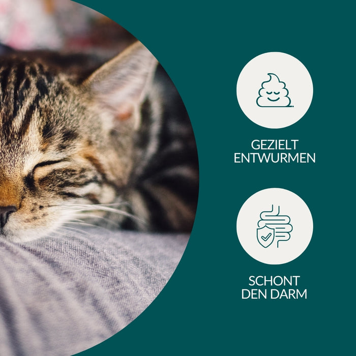 vetevo Wurmtest Basic Katze Sparpaket