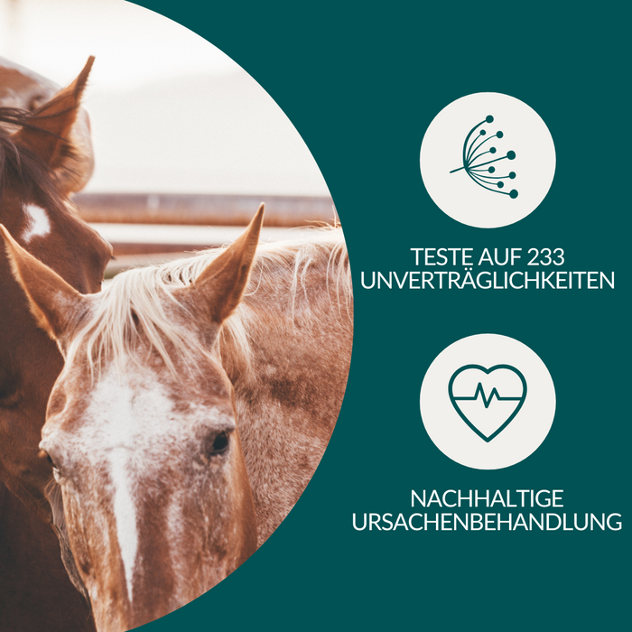 vetevo Allergietest Pro Pferd