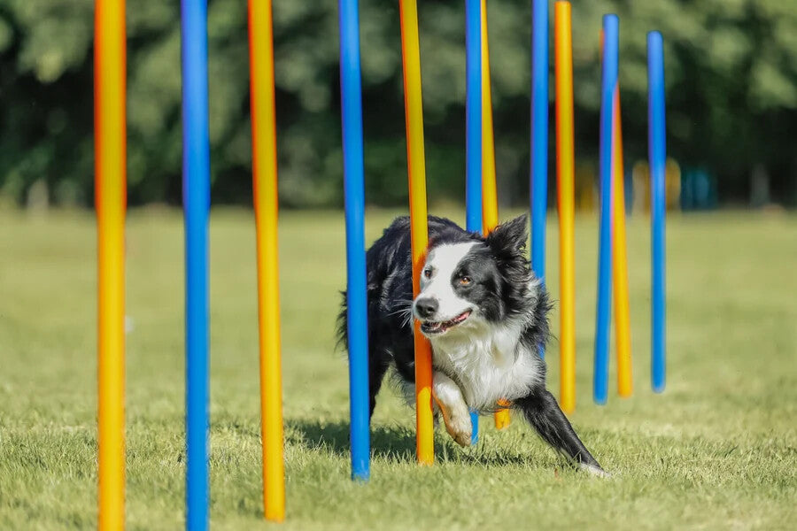 Fun Agility Slalom, Kunststoff, 12 St., blau/orange