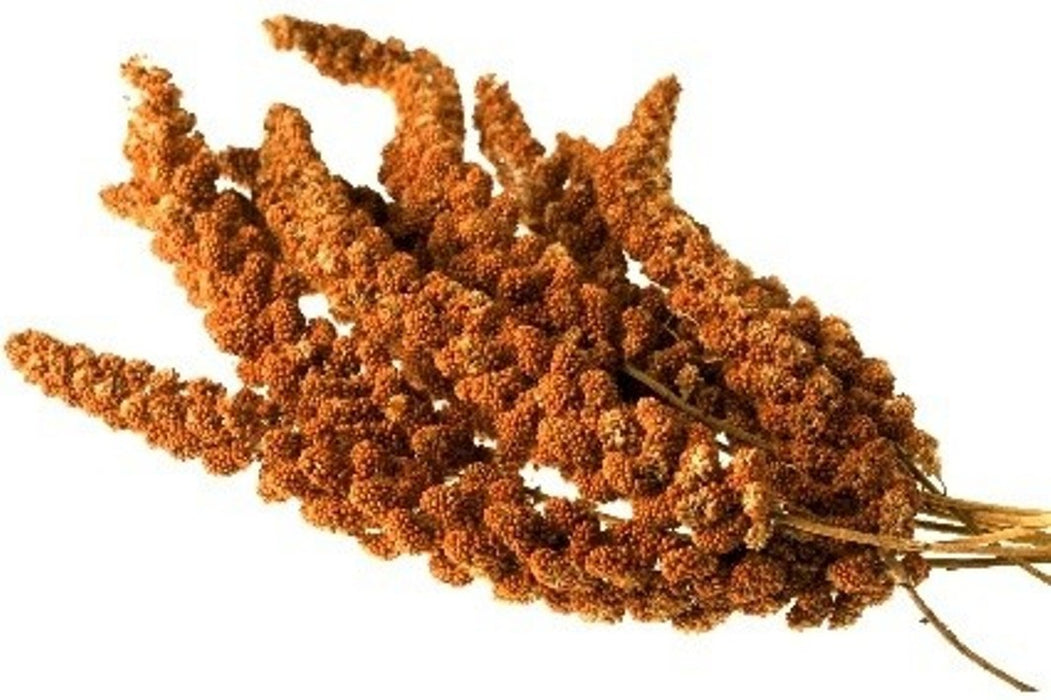 Kolbenhirse chinesisch, rot handverlesen