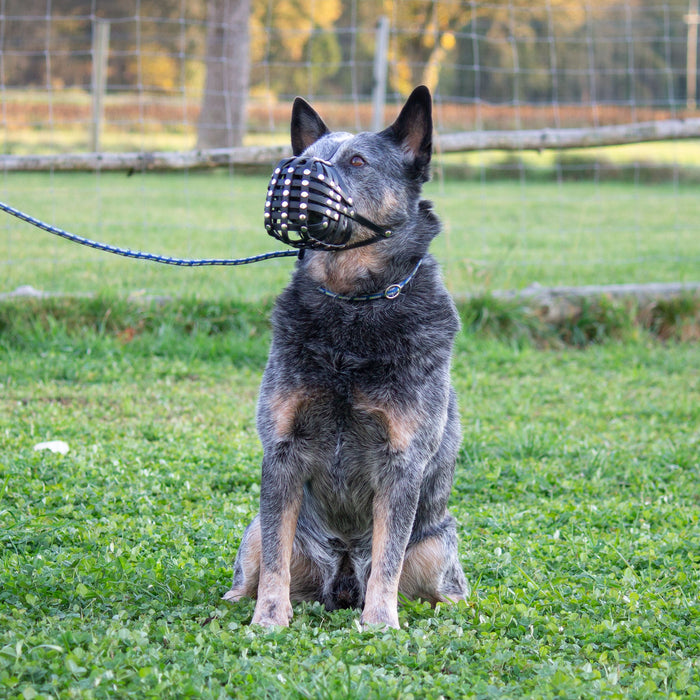 Maulkorb Australian Cattle Dog ca. 25-27kg kurze Schnauze, Umfang 28-30cm, NL bis 8cm