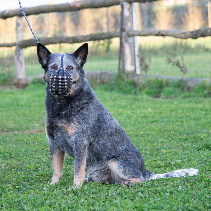 Maulkorb Australian Cattle Dog ca. 25-27kg kurze Schnauze, Umfang 28-30cm, NL bis 8cm
