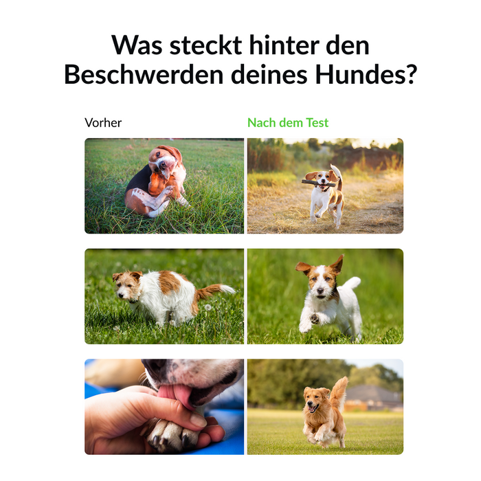 Allergietest für Hunde