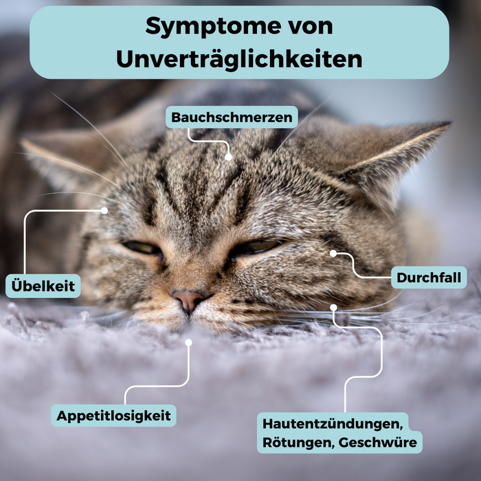 Futtermittel-Zusatzstoff-Test Katze