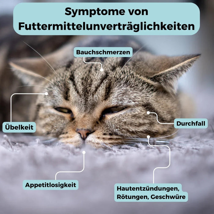 Allergietest kat