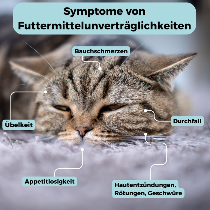 Allergietest Katze