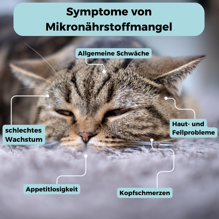 Mikronährstoff-Test Katze