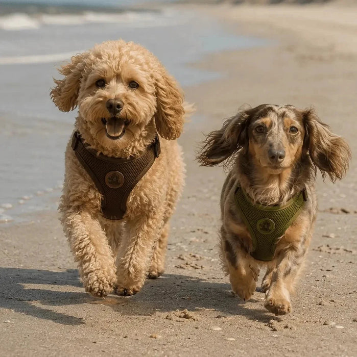 Hundegeschirr FORM – Premium