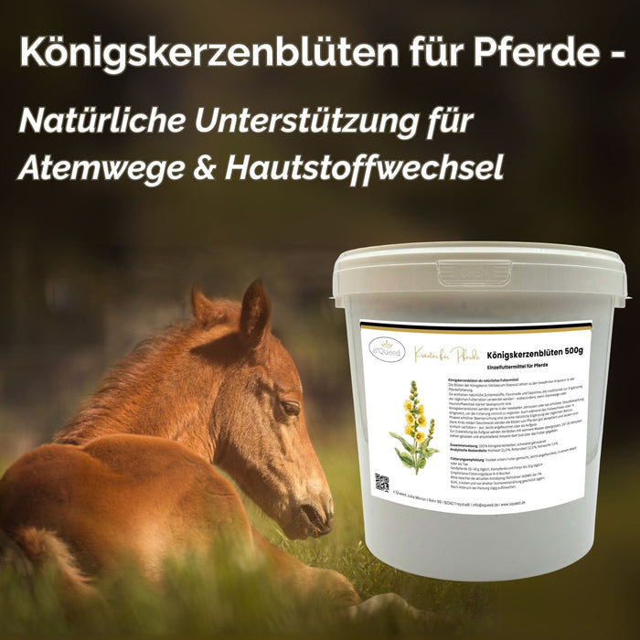 Königskerzenblüten Pferd 500g