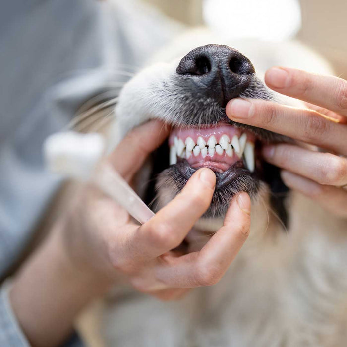 Dentalpulver Gebissglanz - Für Zahnpflege & frischen Atem